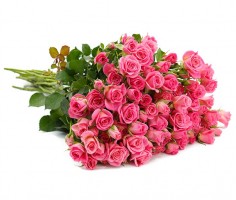 Bild von 20 rosafarbene Tros-Rosen (80-100 Blüten) für 11,99€ inkl. Versand