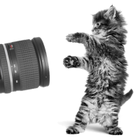 Bild von große Foto-Aktion von Royal Canin – bekommt gratis ein Bild eures Tiere + gewinnt ein professionelles Tierfotoshooting oder einen Jahresvorrat Royal Canin