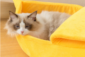 Bild von Lustiges Bananen Katzen Bett