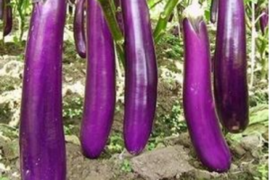 Bild von Lila lange Auberginensamen für nur 0,01€