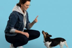 Bild von Deine Hundehalterhapflicht schon ab 3,36 EUR im Monat!