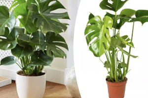 Bild von XL Monstera Deliciosa Löcherpflanze (60 – 70 cm)