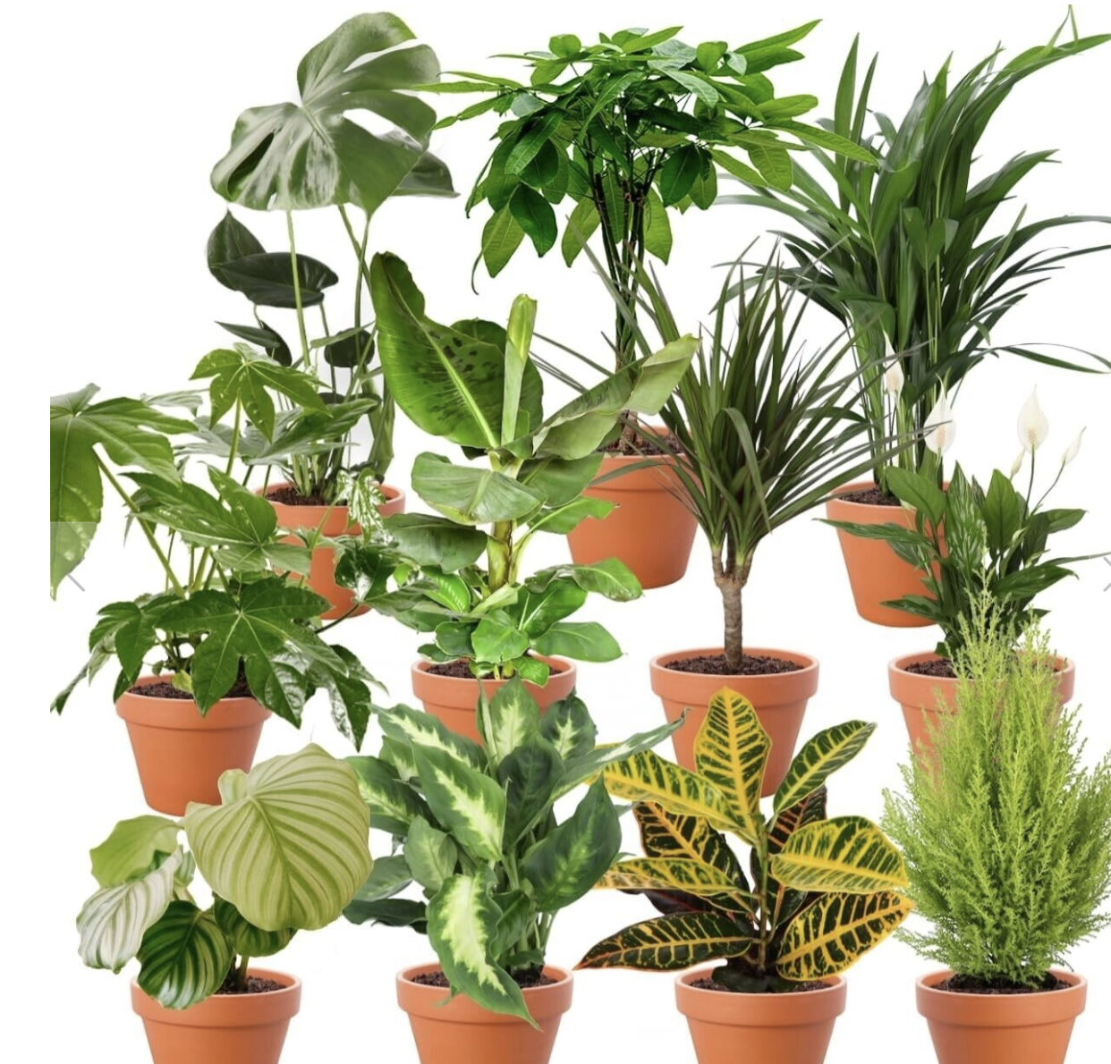 Bild von 8er-Set | Pflanzenüberraschung | +/- 40-70cm | ø 12-15cm Topf
