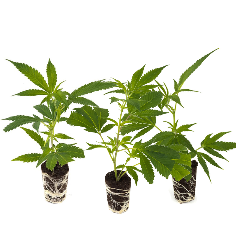 Bild von Starte deine Cannabis Reise und spare 10%