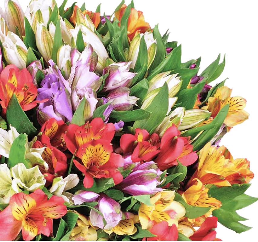 Bild von Blumen sagen mehr als Worte – Schenke Gefühle, die blühen Jetzt Lieblingsstrauß entdecken
