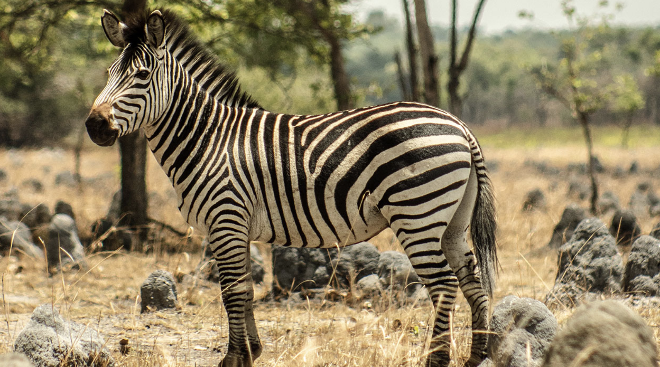 Bild von Sandstränden: Die Magie eines exotischen Reiseziels entdecken
