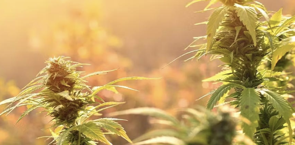 Bild von Cannabis Indoor richtig anbauen – vom Einpflanzen bis zur Ernte: Der komplette Grow-Guide