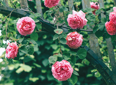 Bild von Im Pflanzen-Outlet shoppen