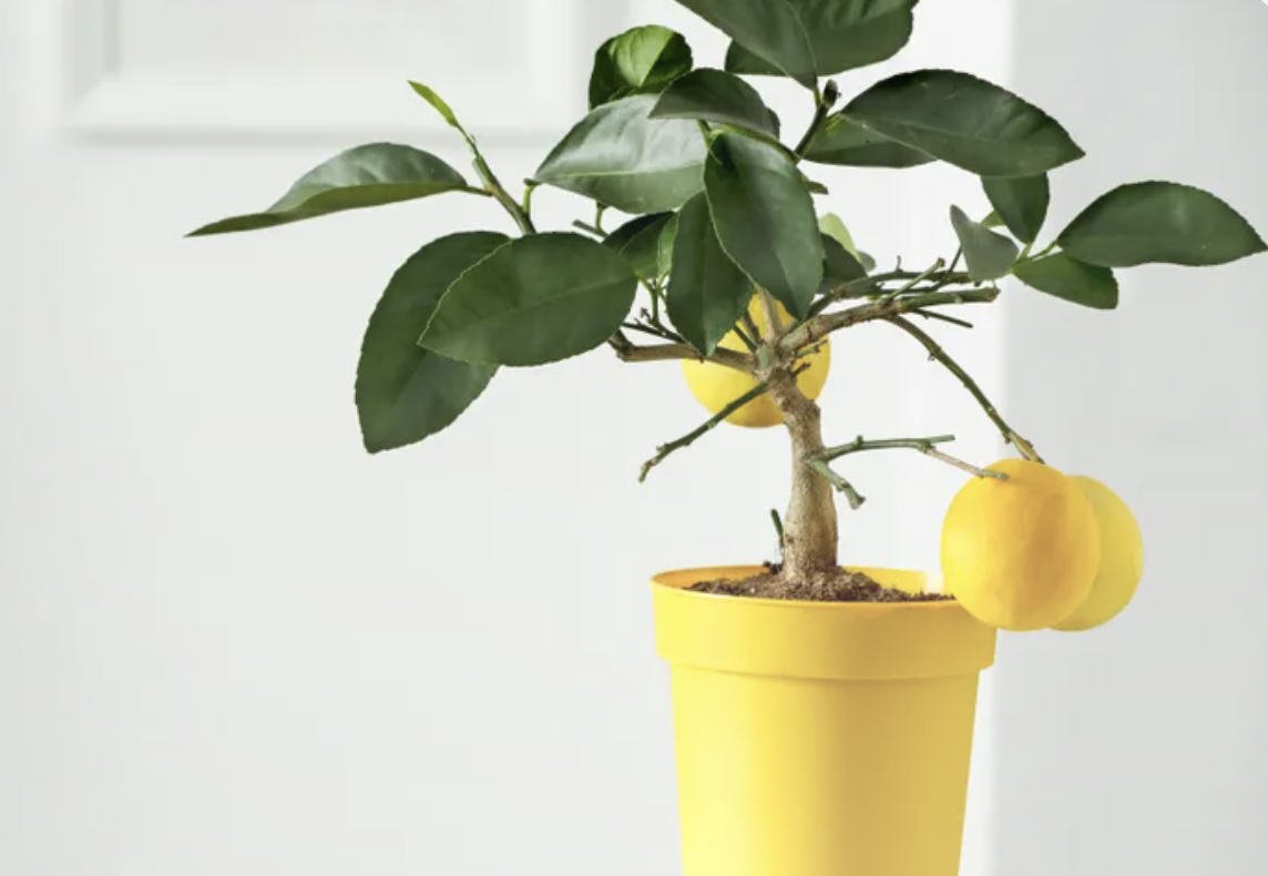 Bild von Obstbäume aus Kernen ziehen – So wächst dein eigener Garten Eden